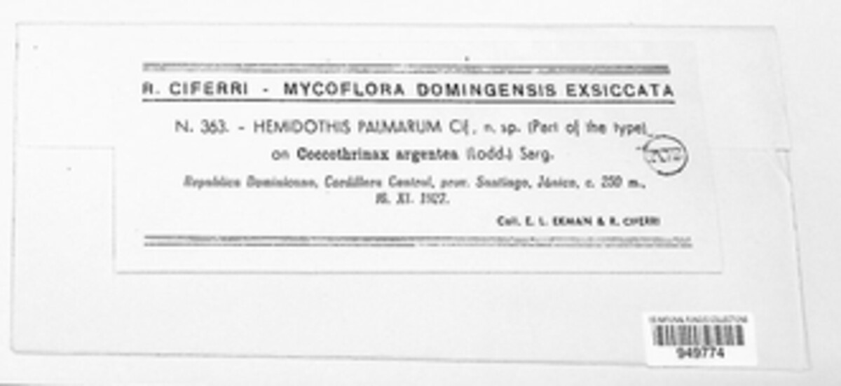 Hemidothis palmarum image